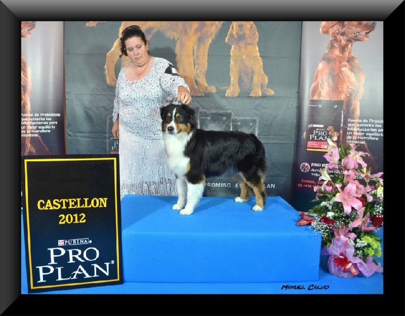 CH. Delvana American beautiful